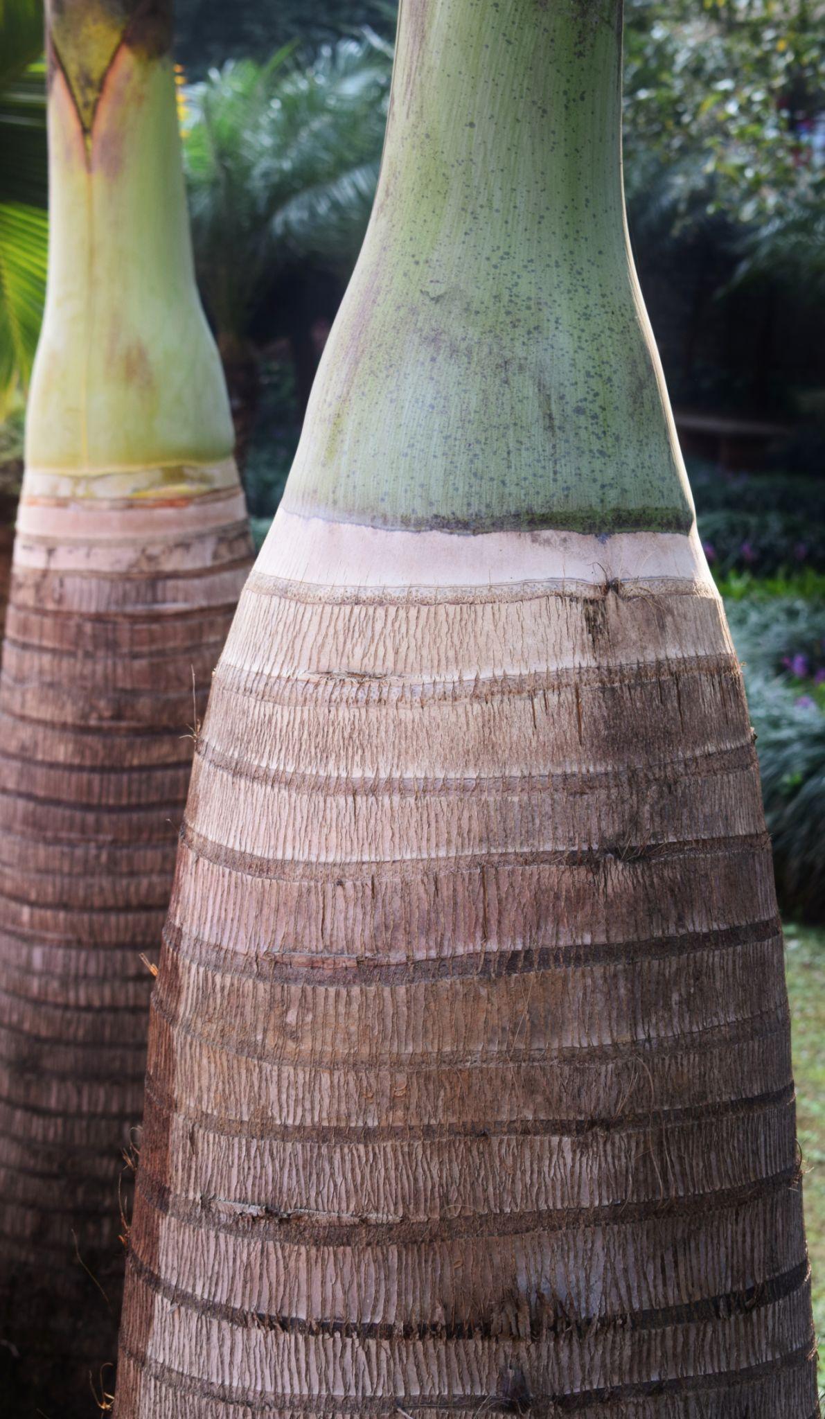 Bottle Palm